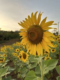 sunflower