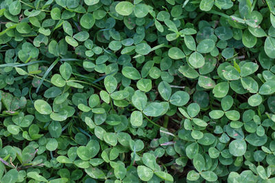 Full frame shot of green leaves