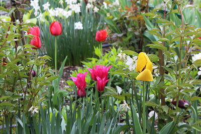 Close-up of yellow flowers blooming outdoors