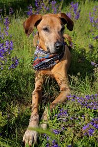 Portrait of a dog