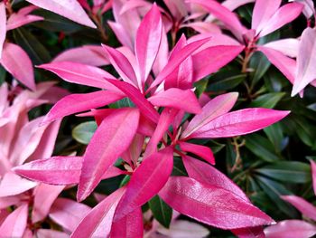 Close-up of pink flowering plant