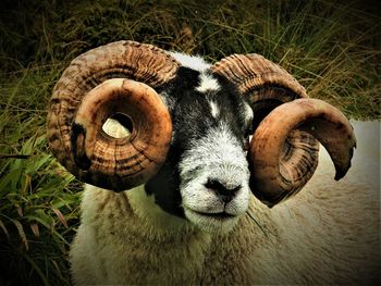 Close-up of sheep in a field