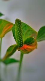 Close-up of flower bud