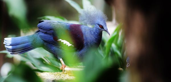 Victoria crowned pigeon perching by plant