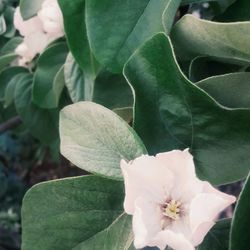 Close-up of white flowers