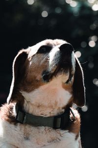 Close-up of dog looking away