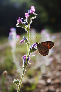 Close-up of butterfly pollinating on purple flower
