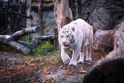 Cat in zoo