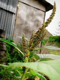 Close-up of ivy growing on tree