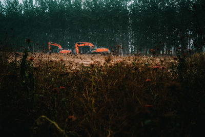 Plants growing on field
