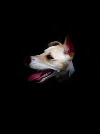 Close-up of a dog over black background