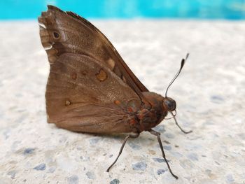 Close-up of moth
