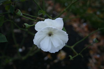 Close-up of flower against blurred background