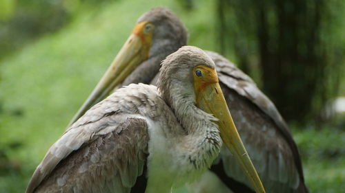 Close-up of a bird