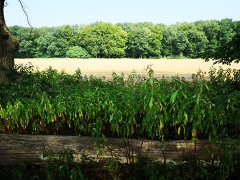 Scenic view of lake against trees