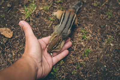 Overhead angle of chipmunk eating