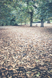 Fallen leaves on footpath