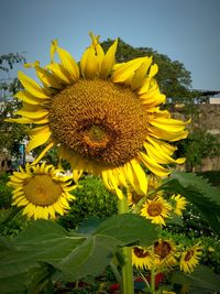Close-up of sunflower