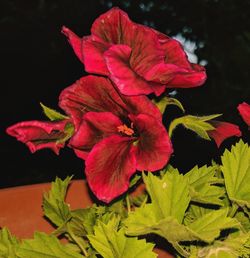 Close-up of hibiscus blooming outdoors