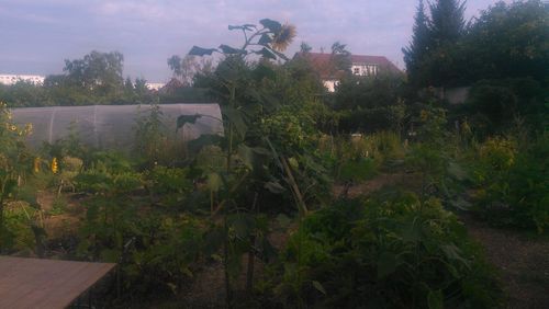 Trees and plants growing on field against sky