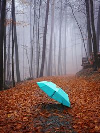 Bare trees in forest during autumn