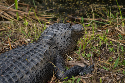 High angle view close up of alligator gator on land