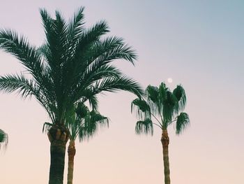 Low angle view of palm trees against clear sky