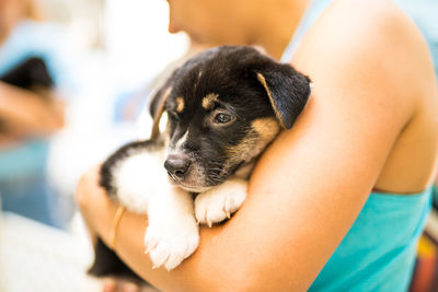 Close-up of puppy