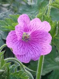Close-up of pink flower