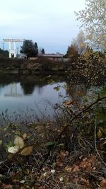 Reflection of trees in water