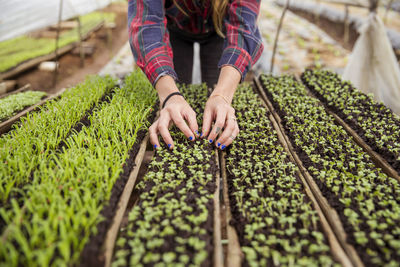 Farmer planting vegetable seedlings in farm