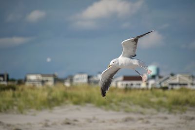 Seagull flying against sky