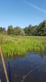 Scenic view of field against clear sky