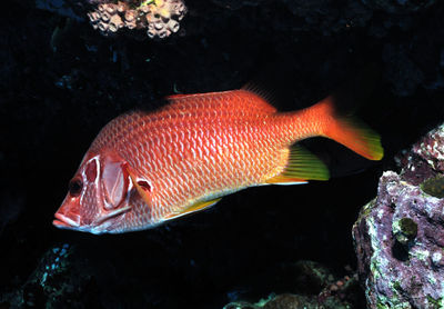 Close-up of fish swimming in sea