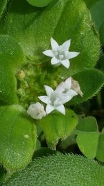 Close-up of flowers