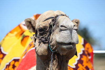 Close-up of a horse against the sky