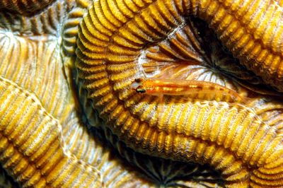 Close-up of turtle in sea