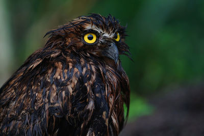 Close-up of a bird looking away