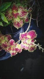 Close-up of flowers against blurred background
