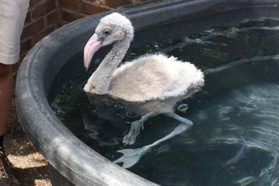 Close-up of swan in lake