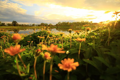 View of flowering plants on field against sky during sunset