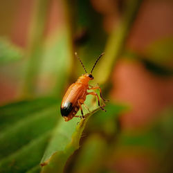 Close-up of insect on plant