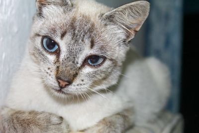 Close-up portrait of tabby cat