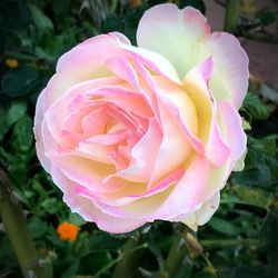 Close-up of pink rose blooming outdoors