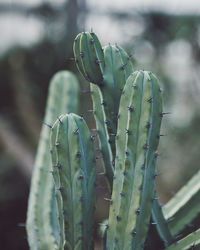 Close-up of prickly pear cactus