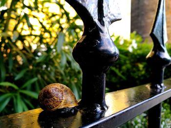 Close-up of snail on railing