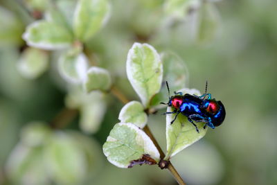 Close-up of insect on leaf