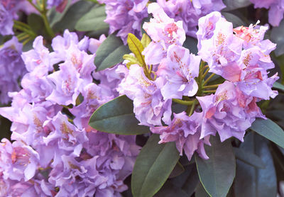 Close-up of fresh purple flowers in bloom