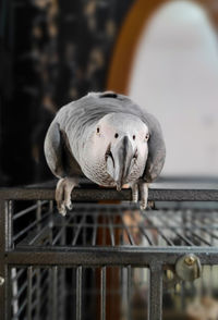 Close-up of parrot on cage