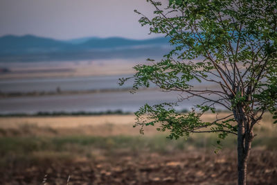 nature